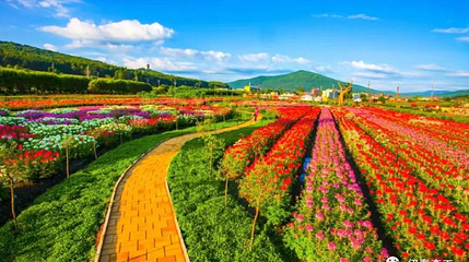 朗乡花海第 1 张图片