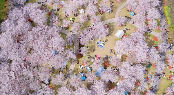 顾村公园樱花岛