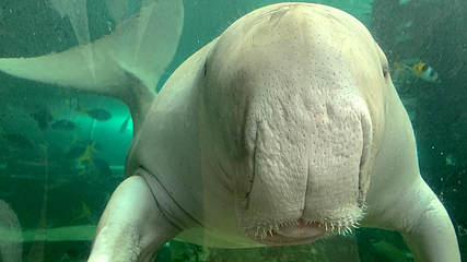 悉尼水族馆第 39 张图片