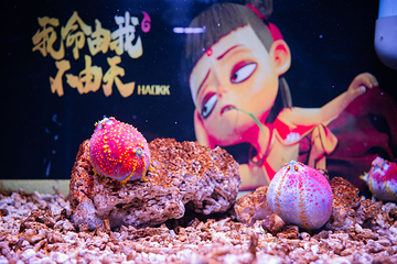 阿克苏海洋馆第 16 张图片