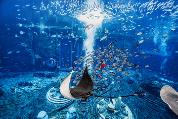 三亚亚特兰蒂斯失落的空间水族馆第 61 张图片