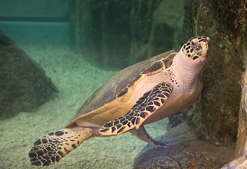 澎湖水族馆第 14 张图片