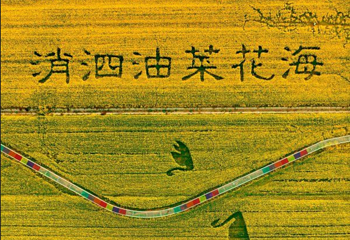蔡甸消泗油菜花第 19 张图片