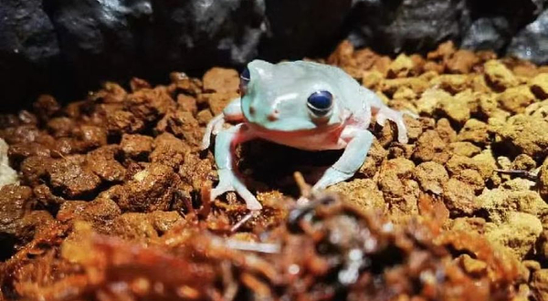 虫虫屋沉浸式昆虫萌宠科普体验馆
