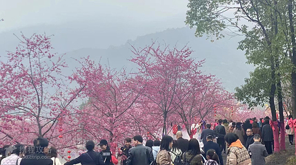 佐家寨生态乐园第 2 张图片