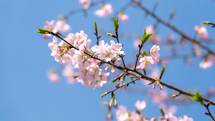 江南(芜湖)樱花文化园第 6 张图片