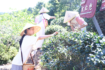 武夷香江茗苑第 47 张图片