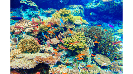 冲绳美丽海水族馆第 80 张图片