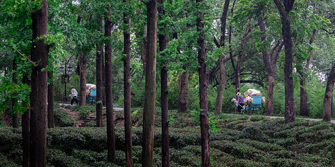 虎丘山风景名胜区第 232 张图片