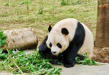 华蓥山第 21 张图片