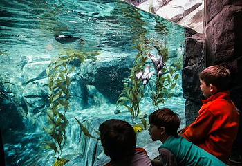 佐治亚水族馆第 3 张图片