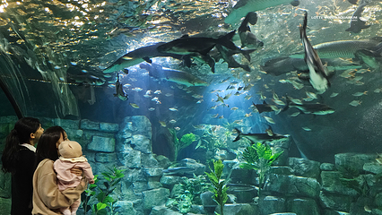 河内乐天世界水族馆第 18 张图片