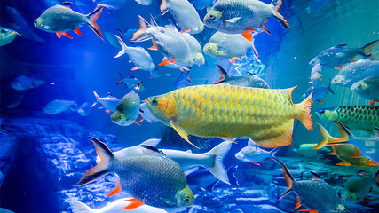 上海海洋水族馆第 66 张图片