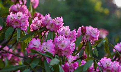 碧云花园第 39 张图片