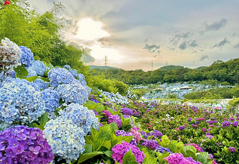 高家绣球花田万里第三园区第 2 张图片