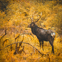 二郎山喇叭河风景区