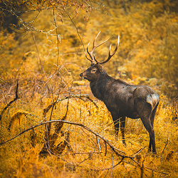 二郎山喇叭河风景区
