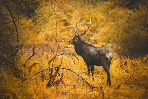 二郎山喇叭河风景区
