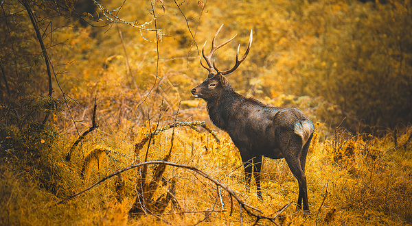 二郎山喇叭河风景区