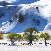 那拉提旅游风景区