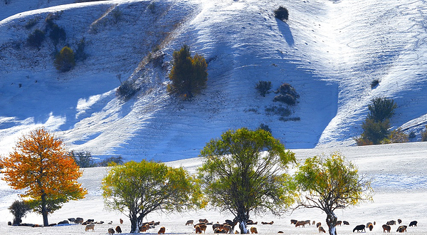 那拉提旅游风景区