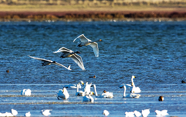 达里湖第 3 张图片