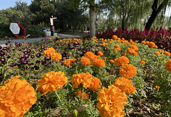 北京国际鲜花港第 40 张图片