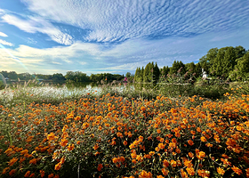北京国际鲜花港