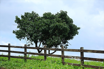 越秀·田园牧歌旅游度假区第 25 张图片