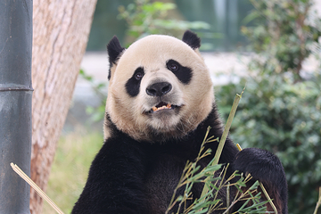 岳阳中华大熊猫苑第 9 张图片