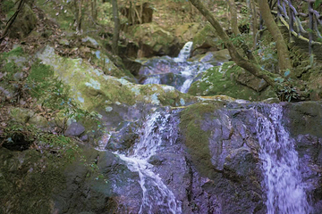千岛湖森林氧吧第 16 张图片