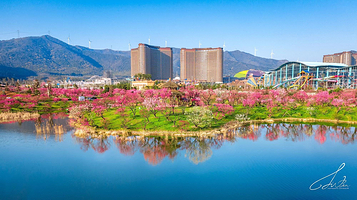 龙之梦东方盆景园