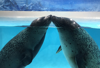 下田海中水族馆第 4 张图片