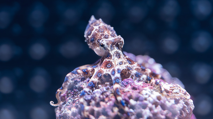 三亚亚特兰蒂斯失落的空间水族馆第 100 张图片