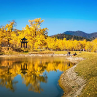 千年银杏谷文化旅游区