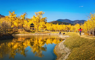 千年银杏谷文化旅游区