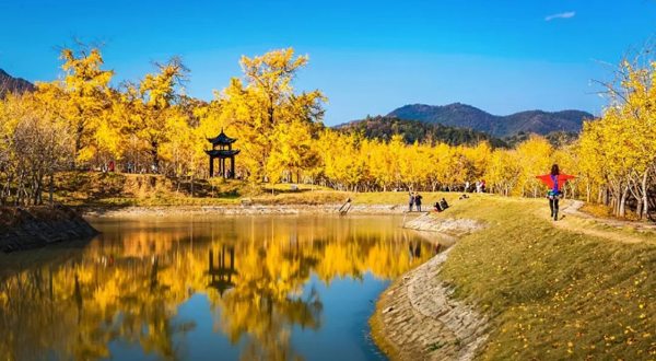 千年银杏谷文化旅游区