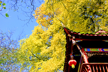 蒙顶山第 37 张图片