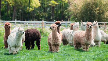上海自然卷卷牧野