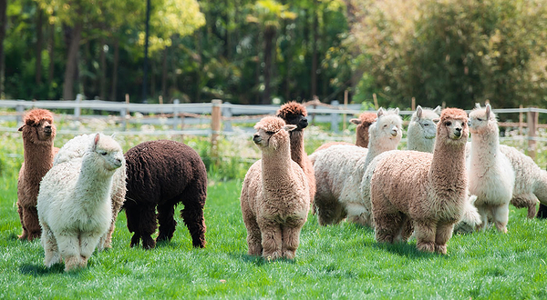 上海自然卷卷牧野