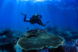 呆呆岛潜水中心