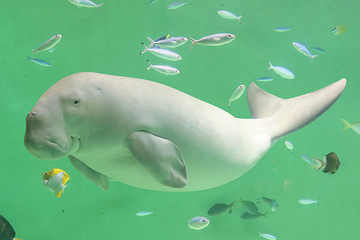 鸟羽水族馆第 19 张图片