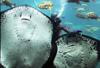下田海中水族馆第 8 张图片