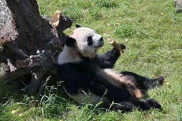 太阳岛大熊猫馆第 7 张图片