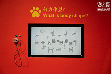 深圳博物馆《宠·爱—猫猫狗狗的世界》展览第 11 张图片