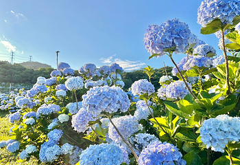 高家绣球花田万里第三园区第 4 张图片
