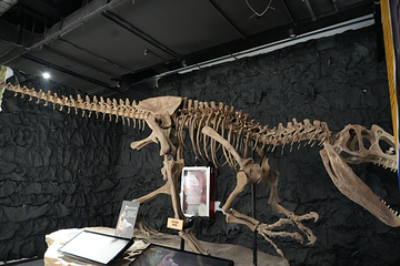 新琅琊恐龙展-《人与生物学》展学空间第 11 张图片