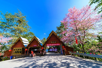 腾冲樱花谷森林温泉景区第 1 张图片