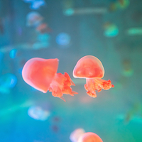 娄底海昌海洋探索馆