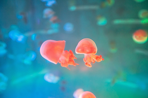 娄底海昌海洋探索馆